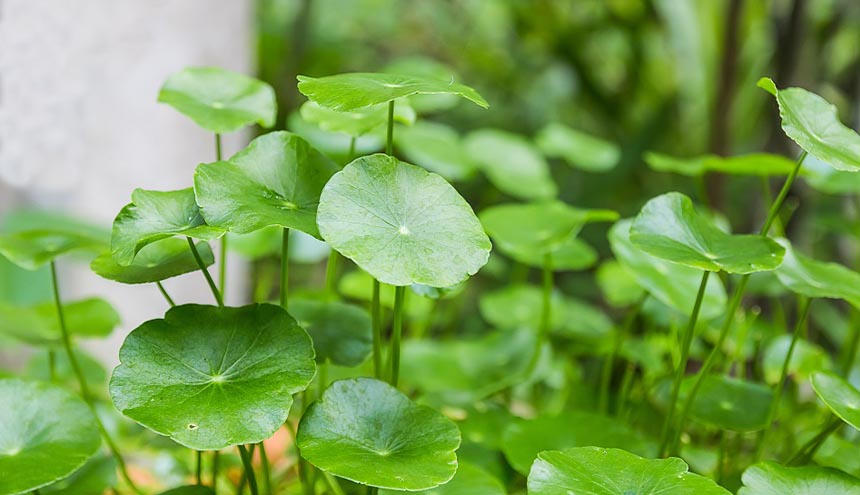 6 Manfaat Centella Asiatica Pada Skincare untuk Kesehatan Kulit Wajah