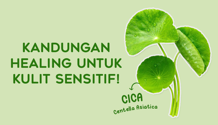 Centella Asiatica: Kandungan Healing Paling Sempurna untuk Kulit Sensitif!